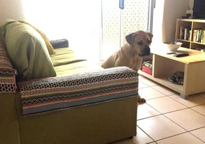Mudjimba Cottage - pets allowed inside & 300 m to the beach in Mudjimba