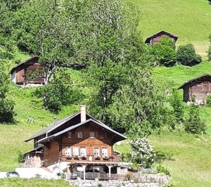 Kari Schüür 