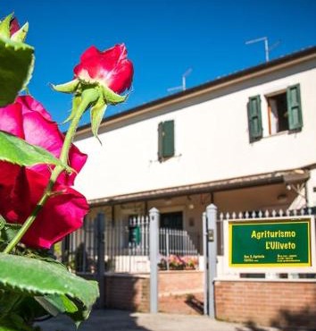 L'uliveto in Pesaro