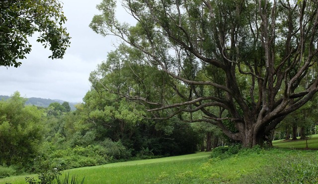 Tranquil rainforest apartment, close to Bangalow village, 15 mins to Byron Bay in Binna Burra