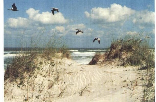 Ocean Racquet Augustine 