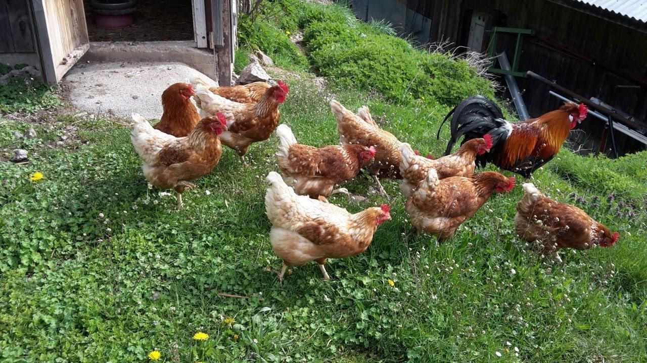 Photo of Others in Fluehli