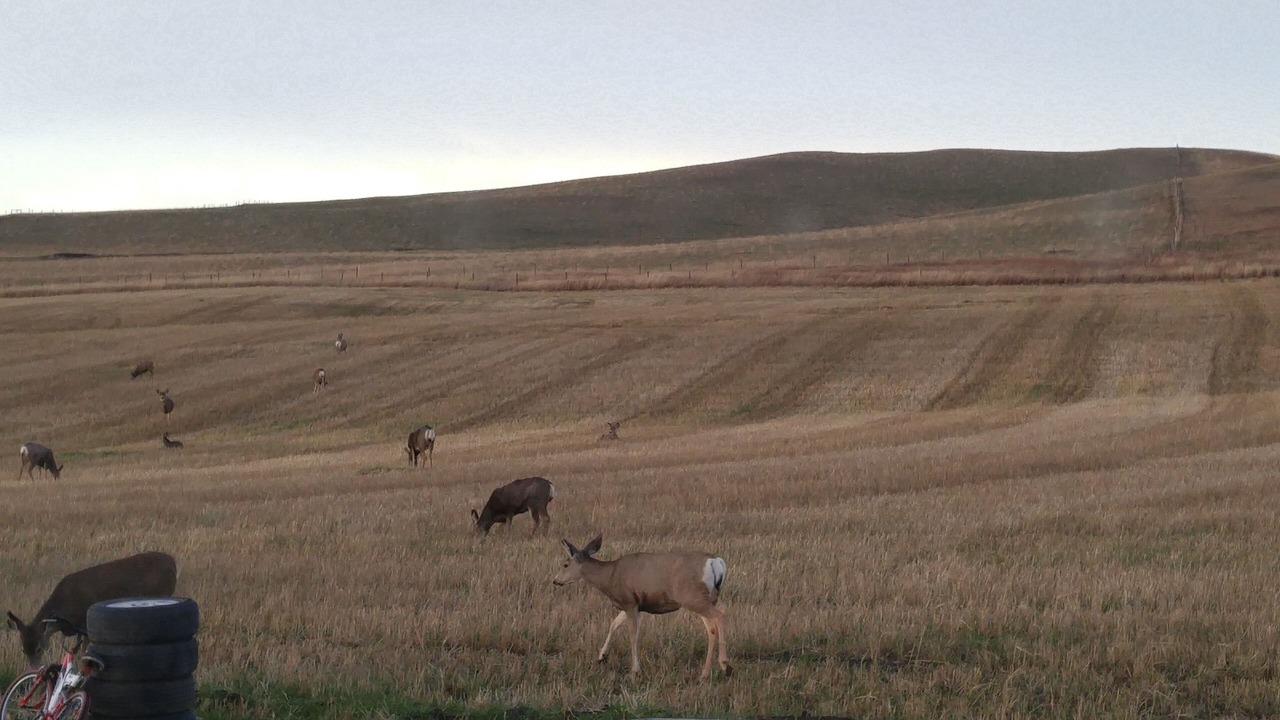 Photo of Others in Cardston